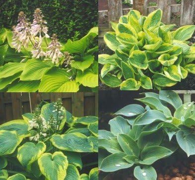 Mixed Hybrid Hosta 20 Seeds - Shade Lover RND-0780