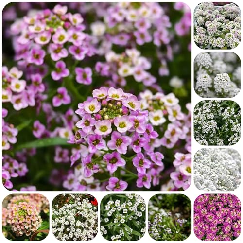 semillas de plantas de piedra balcon de flores semillas de flores semillas de flores silvestres jardín de flores balcón con cama elevada decoracion de flores jardín interior flores de 550pcs