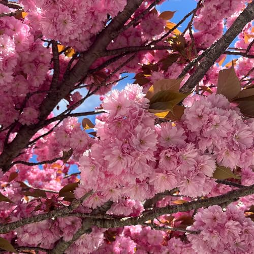 Bonus Episode 15. 겨울이 가고, 봄이 오고 있어요.