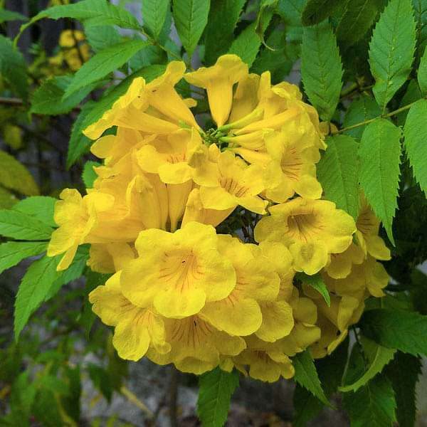 Bigreen Tecoma Live Yellow Bell Plant | Vibrant Flowering Shrub for Garden, Hedges & Containers | Low Maintenance Outdoor Plant for Landscaping & Ground Cover | with Pot
