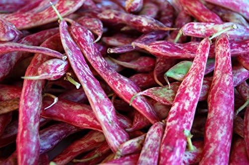 Dwarf Taylor Horticultural Beans(Heirloom Cranberry Beans) by Stonysoil Seed Company