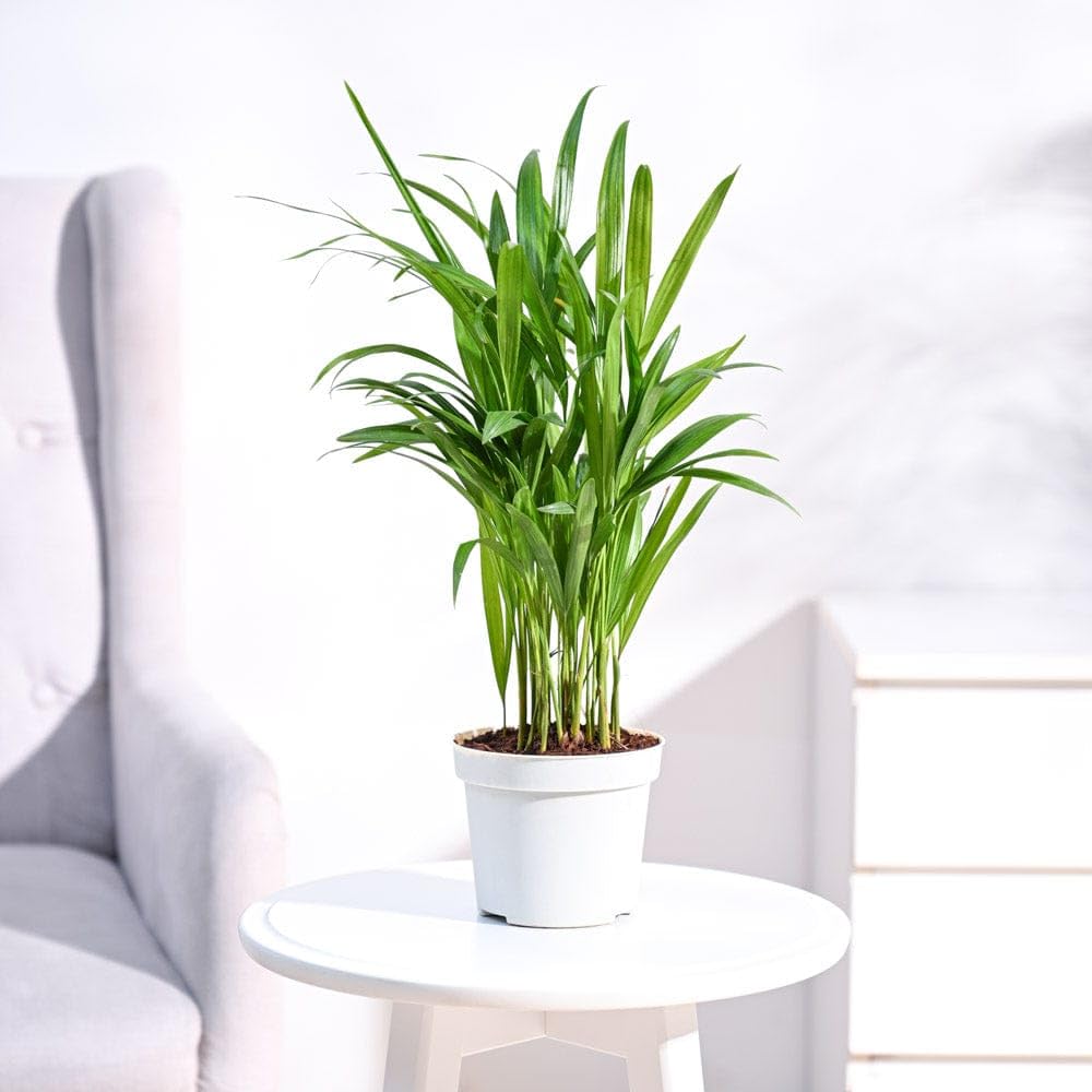 NEW DEBNATH NURSERY Areca Palm Indoor Air Purifying Small Live Plant for Home & Office-image-16
