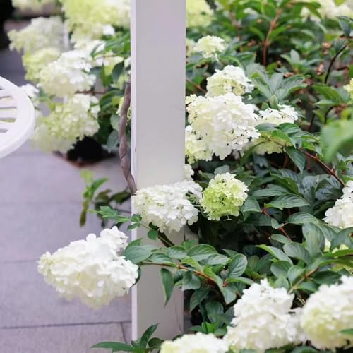 120 piezas Semillas resistentes de hortensia panícula de jardín resistentes, semillas hortensia, decoracion balcones jardín rocas