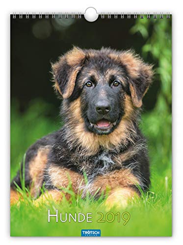 Notizkalender "Hunde" 2019 Wandkalender Tierkalender