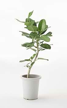 【曲がり幹】幹を愛でる”フィカス・ベンガレンシス✨１幹が美しい観葉植物 一点物 曲がり幹】幹を愛でる”フィカス・ベンガレンシス✨1幹が美しい