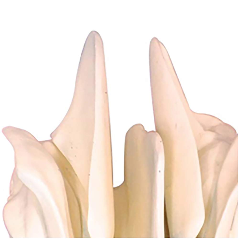 Modello Di Amplificazione Dell'Osso Del Setaccio Della Testa Del Cranio - Modello Dell'Osso Del Setaccio - Modelli Scientifici Anatomici Della Testa Del Cranio Medico - Per La Visualizzazione Dello S