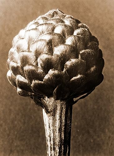 Pintura sobre lienzo de Karl Blossfeldt: decoración Cynara Cardúnculo de 60x90cm