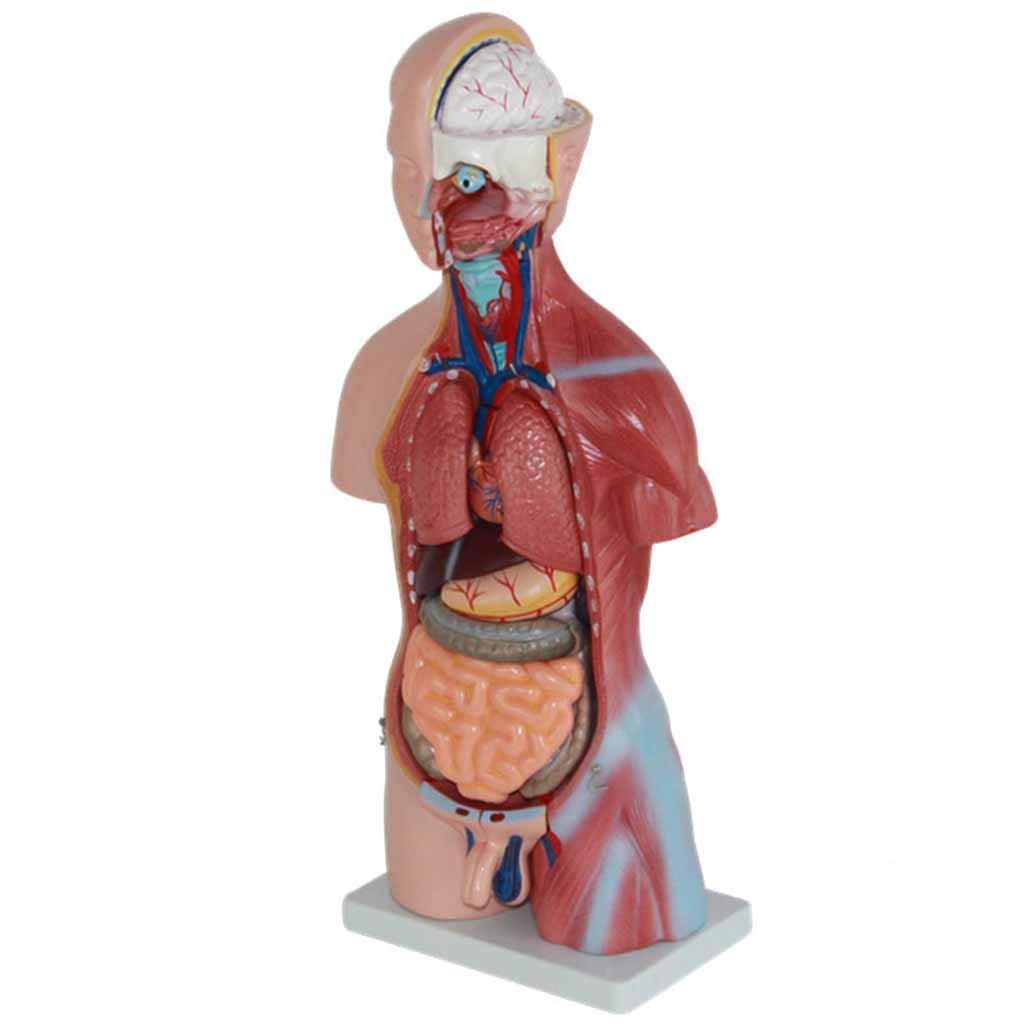 人体模型の骨格分離モデル 日本人女性骨格分離複製模型 | 日本スリービー・サイエンティフィック