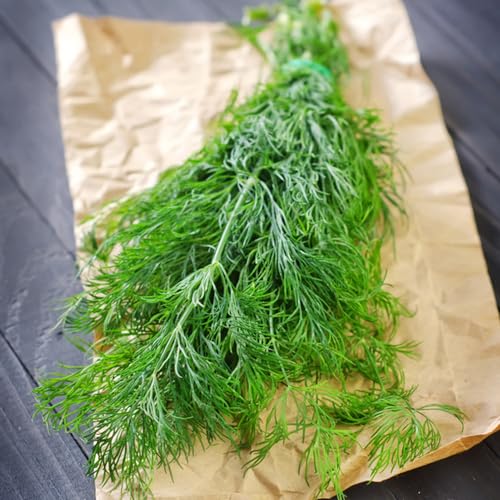 semillas de eneldo - cobertura del suelo interior orgánicas perennes resistentes jardín 1000pcs