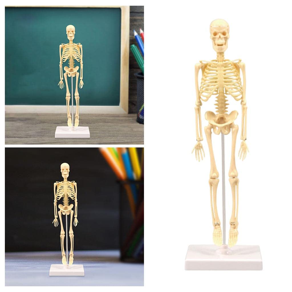 Yiju Human Body Mode,17 Pcs Removable Human Model,Human Torso Anatomy with Heart Viscera Skeleton Model for Kids Student Learning Tool,Education Display, Skeleton Models