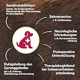 HERZENSTIER Sprunggelenkbandage aus Schaumstoff Gr. XXL für Hunde & Katzen, atmungsaktiv mit Schienen zur Sprunggelenks-Unterstützung mit bei Arthrose & Instabilität