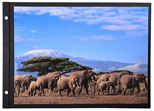 Exacompta 16813E Recharge 10 Feuillets en Carte Carton/Papier Noir 30,5 x 21,5 x 0,8 cm