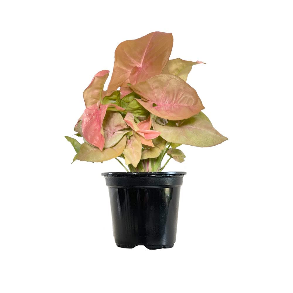 Garden Art Garden Art Pink Syngonium Podophyllum Arrow Head Plant in 4" Pot Live Plant Indoor Air purifying plants plants for home, Office Decor, Garden (Pack Of 1 Healthy Plant) (INDOOR, SYNGONIUM) (B0B8ZJT88D) Amazon Price History, Amazon Price Tracker