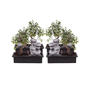 Bonsai van Botanicly – 4 × Bonsai – Hoogte: 30 cm – Bonsai