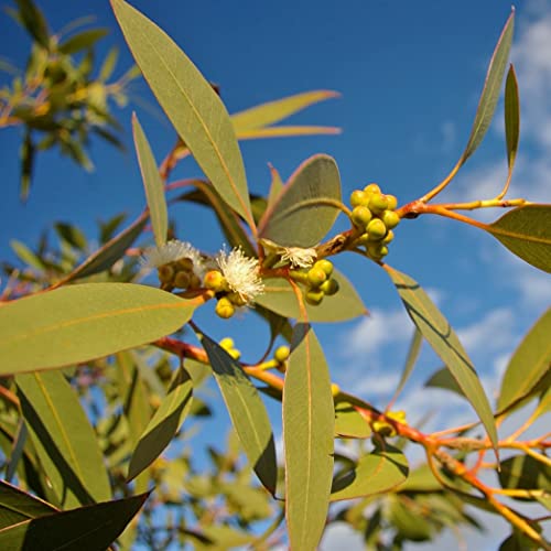 Palm Beach Medicinal Herbs - Lemon Eucalyptus (Eucalyptus citriodora) - Packet of 20 Seeds