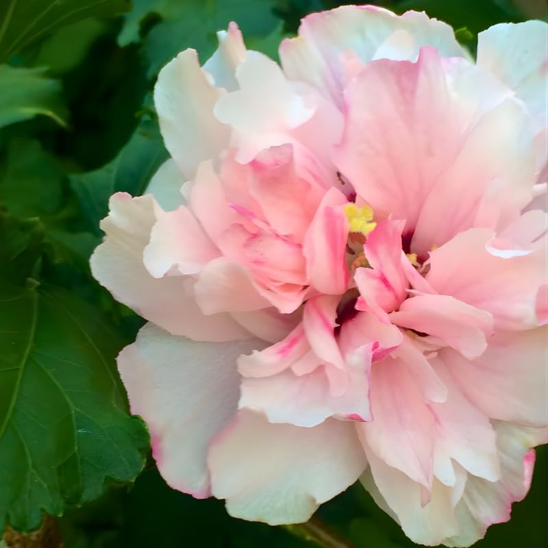 4 Pink Rose of Sharon Live Plants | 1–2 Feet Tall | Pink Hibiscus Syriacus for Yards, Hedges, Borders, and Landscape Design