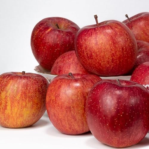 XY Tӂ  10kg 󂠂Eƒp TCYʁîЂTCYjbAEgbgi  SDGs ƒpMtgEt[c ʕ Apple Abv