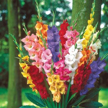 Udanta® Gladiolus/Sword Lily Imported Flower Bulbs Good Germination - Pack of 10 Bulbs multicolor (B09PDMV21R) Amazon Price History, Amazon Price Tracker