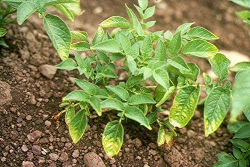 Todo Cultivo Nutribor 5 Kg. El Corrector foliar de Boro y magnesio más Efectivo para brotación-floración de Olivo, frutales, Remolacha, algodón o cítricos.