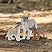 Schleich Wild Life 3pc. Mother Wolf and Baby Wolf Pups Figurine Set - Authentic and Highly Detailed Toy Set, Durable for Education and Fun Play, Perfect for Boys and Girls, Ages 3+