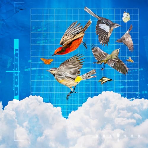 Birds, Bats and Bugs: The Teeming World Above Our Heads