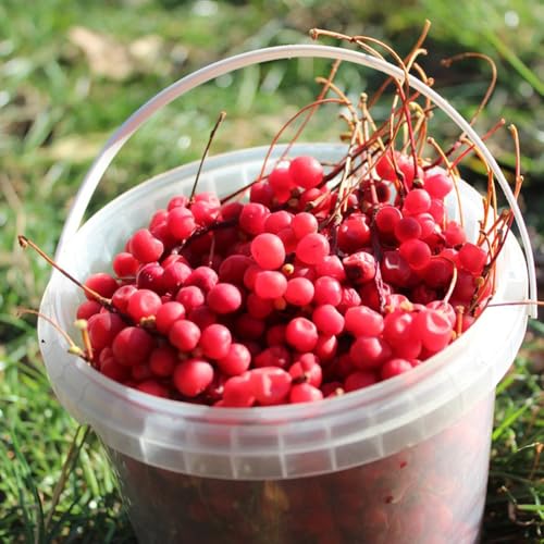 Semillas de schisandra, schisandra chinensis, semillas de frutas y trepadoras resistentes frutales 10pcs
