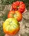 200 SEMILLAS de TOMATES RAROS y RICOS EN NUTRIENTES en 20 Variedades:...