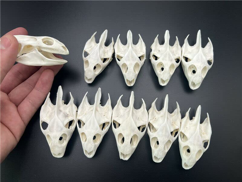 Taxidermy Real Skull Animals Skulls, Real Bones Specimen, Taxidermy Supplies for Science Education, Special Gift, DIY Home&Office Decor (10)