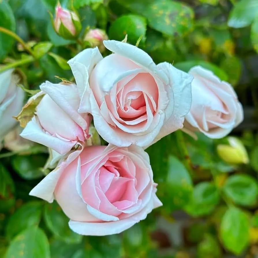 Pink♡Rose Double Pink Knock Out® Roses for Sale at Arbor Day's Online