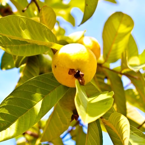 Image of Mexican Guava Live Fruit Plant Aromatic Sweet Guava Tree | Height 1.5-2 Feet | Without Pot | Ideal for Home Garden Balcony Terrace Outdoor Growing with Healthy Roots