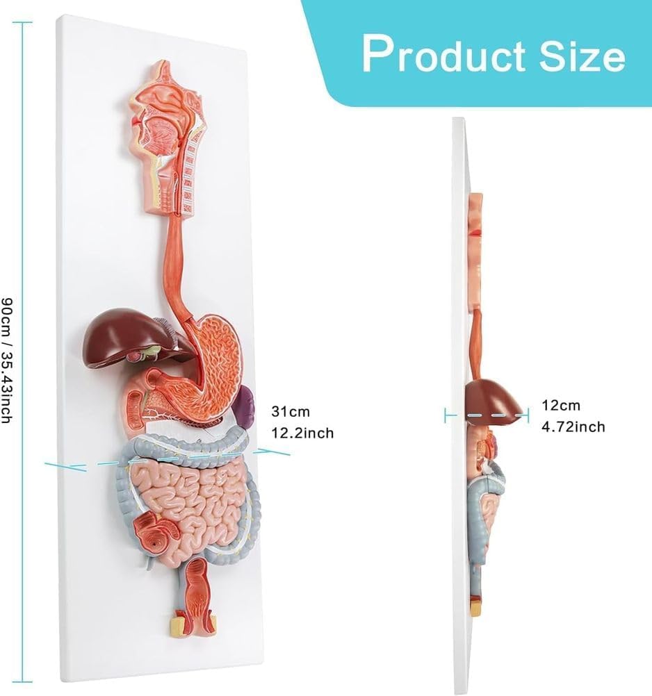 Human Digestive System Anatomy Model,Life Size 2 Part Removable Stomach Nasal Cavity Pharynx Liver Stomach Rectum Intestine for Medical Education Study