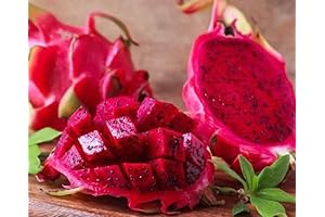 250 Rare Pink Dragon Fruit Seeds