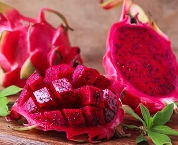 250 Rare Red Dragon Fruit Pitaya Seeds - 95% Germination Rate - Thanh Long RUOT O - Hylocereus Costaricensis Non-GMO | Organic | Heirloom