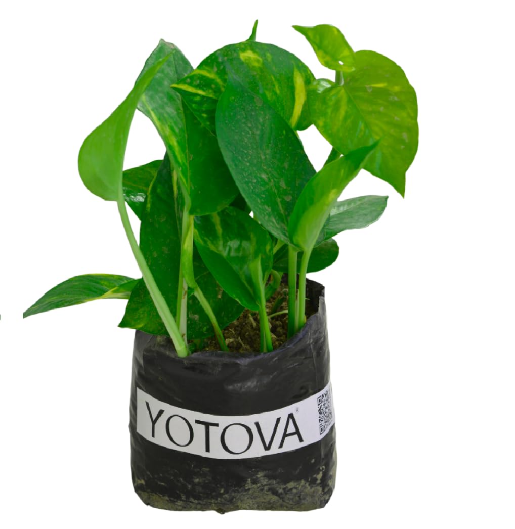 See full amazon price history chart for Yotova Live Money Plant for office desk balcony terrace garden living room corner bedroom home decoration hanging gifting air purifier oxygen lucky table plant paudhe devils ivy golden pothos Yotova Live Money Plant for office desk balcony terrace garden living room corner bedroom home decoration hanging gifting air purifier oxygen lucky table plant paudhe devils ivy golden pothos (B0BZ4YQFCG) Amazon Price History, Amazon Price Tracker