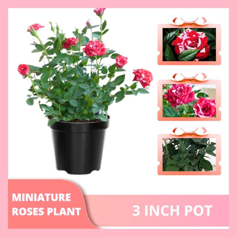 Miniatura 5 de Mini rosa roja y rosa, rosa en miniatura en maceta de 3 pulgadas, planta con flores para interiores y exteriores, rosa viva compacta para regalos y