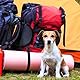 Faltbar Reisenapf für Hunde, 1 Stück 1,5L Hund Trinknapf, Tragbar für Leicht Fressnapf Hunde für unterwegs, Wassernapf mit Reißverschluss für Haustier im Freien, Laufen, Bergsteigen, Camping