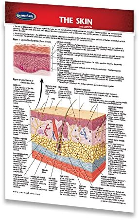 PermachartsSkin - Human Skin Guide - Pocket Size Chart - Medical Quick Reference Guide