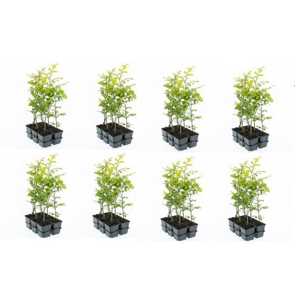 48 Stück Rotbuche Fagus sylvatica 40-60 cm – Laubbaum & Heckenpflanze im Topf gewachsen – winterhart, schnittverträglich, dichter Sichtschutz, ideal für Hecken & Einzelstellung