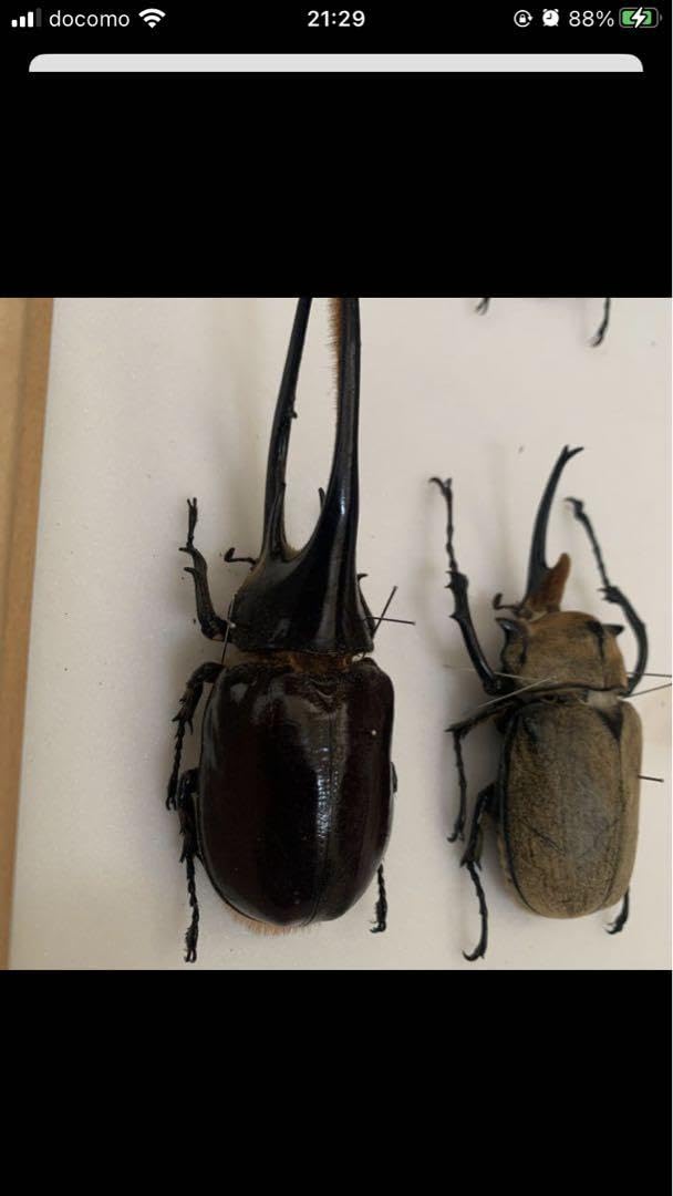 Amazon.co.jp: ネプチューンオオカブト野外品標本 : ペット用品