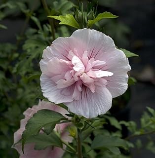 Pink Chiffon® Hibiscus syriacus - Rose of Sharon - Proven Winner - 4" Pot