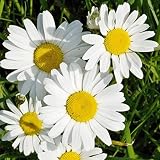 Non GMO Bulk Ox-Eye Daisy Seeds Chrysanthemum leucanthemum (1 lb) Approximate Seeds per Pound: 859,0