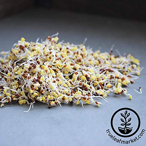 Organic Broccoli Sprouting Seeds By Handy Pantry | 1 Pound Resealable Bag| | Non-Gmo Broccoli Sprouts Seeds, Contain Sulforaphane #TOP2