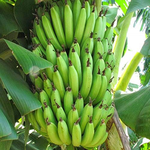 Mphmi Plants Banana plant Curry Musa Sapiantum - Fruit Plants & Tree outdoor (B0917ZLG7B) Amazon Price History, Amazon Price Tracker