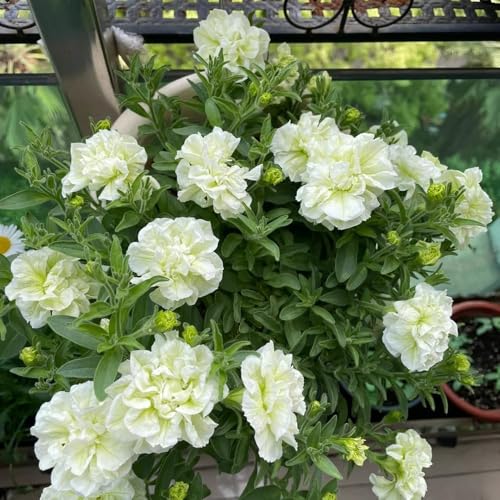 65 pezzi semi di petunia - semi di esotici perenni resistenti selvatici perenni