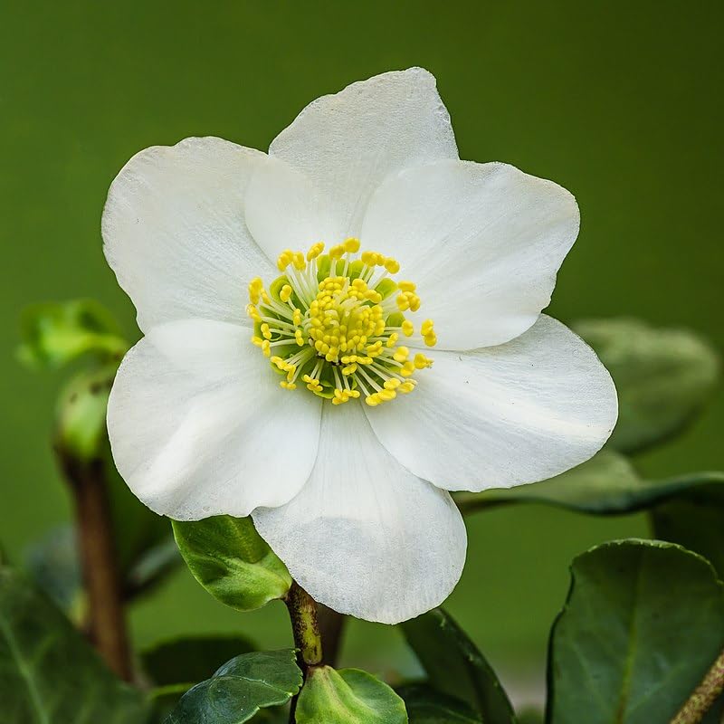 XMAS CAROL -Helleborus Niger - DECOALIVE - Planta Natural - Flor de Navidad