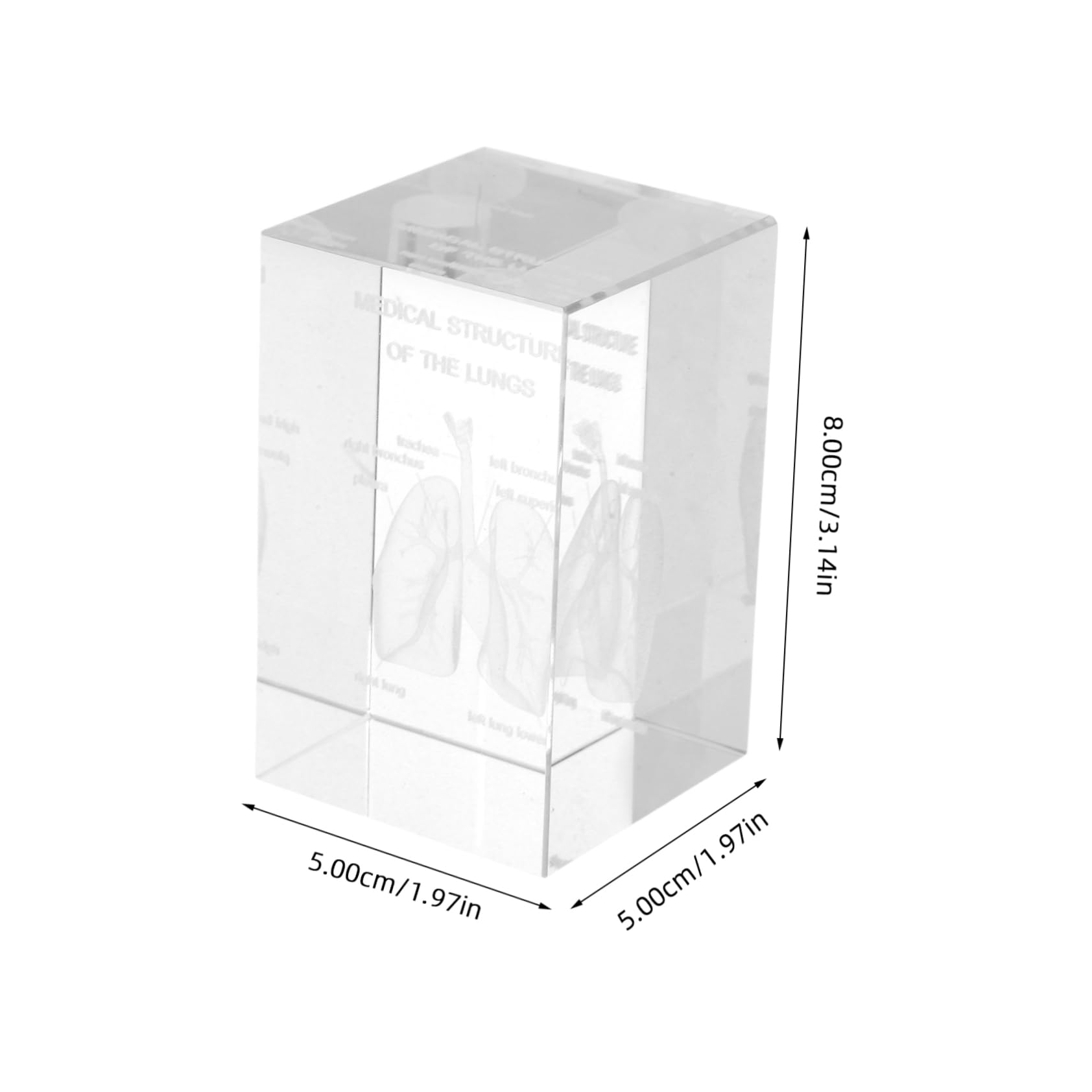 Cabilock Crystal Lung Anatomical Model 3d Human Anatomy Decor Medical Tool Realistic Structure for Education