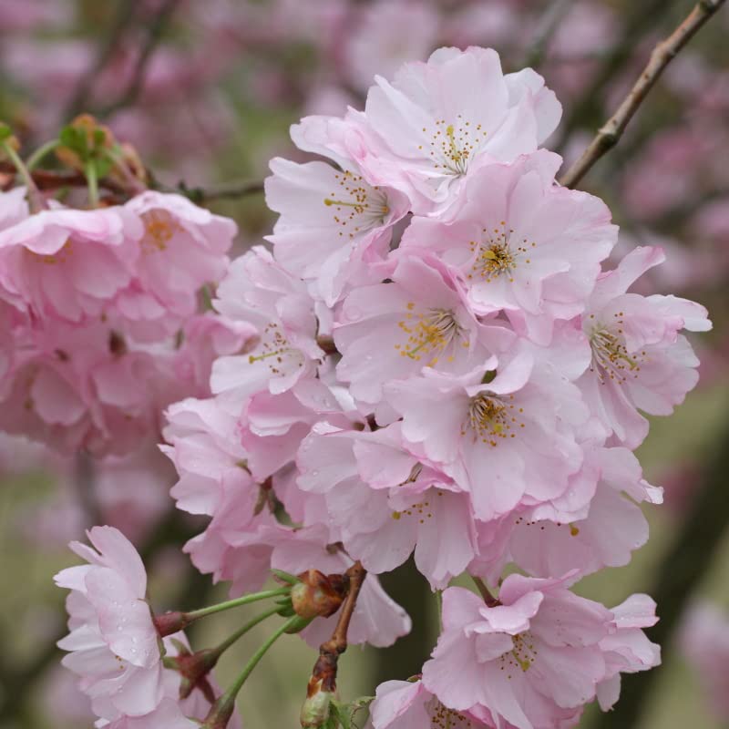 40 Prunus Serrula Seeds | Paperbark Cherry Tree | Red Shiny Bark Tree Seeds