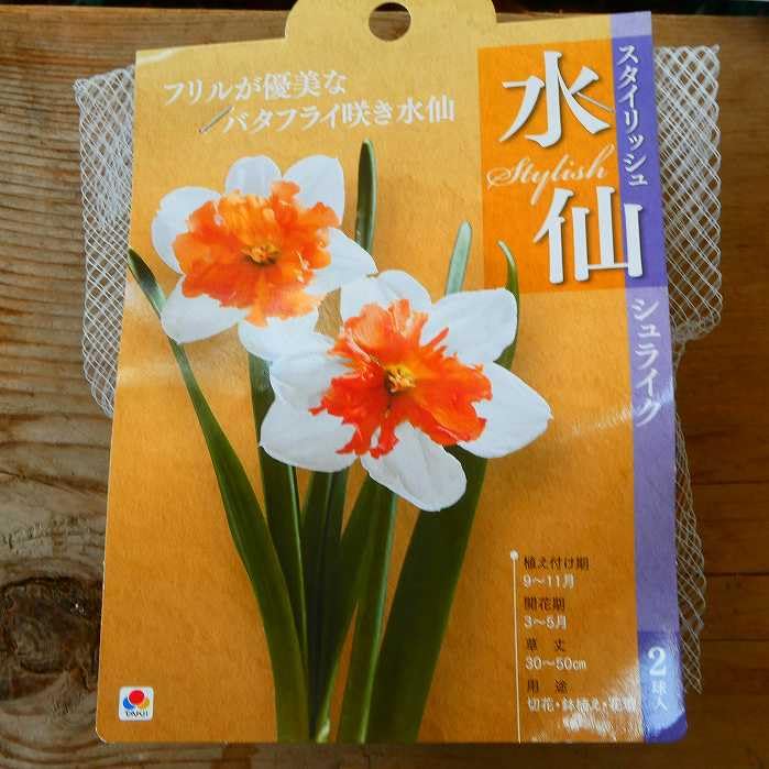 Amazon | 水仙 球根 スタイリッシュ シュライク 2球 バタフライ咲き