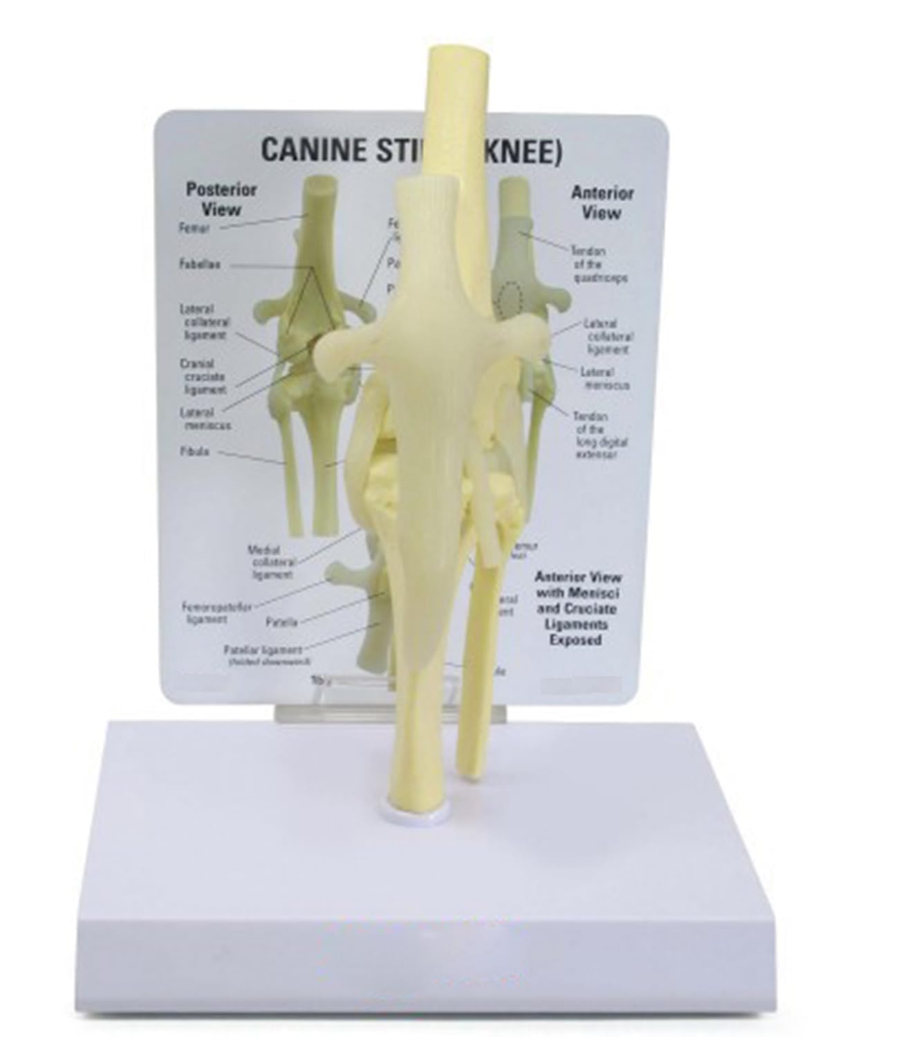 COYEUX Canine Stifle Joint Anatomy Model, Dog Skeleton Model With Labeled Detachable White Base For Veterinary Classroom Teaching, Orthopedic Research