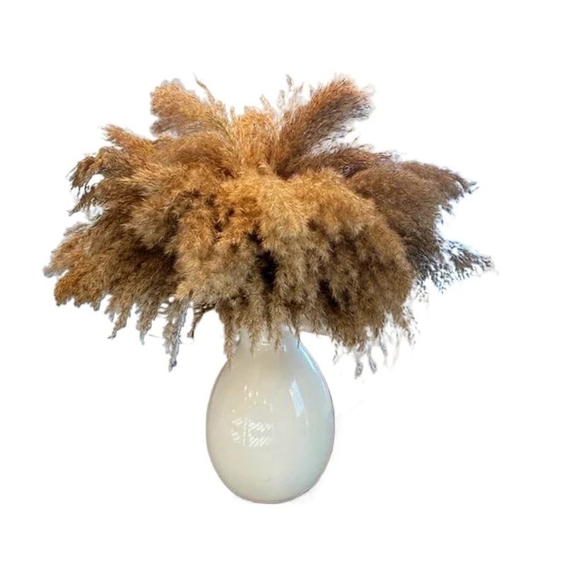 Pampas Grass Grande 50-60cm Decoración Floral Secada miniatura 4